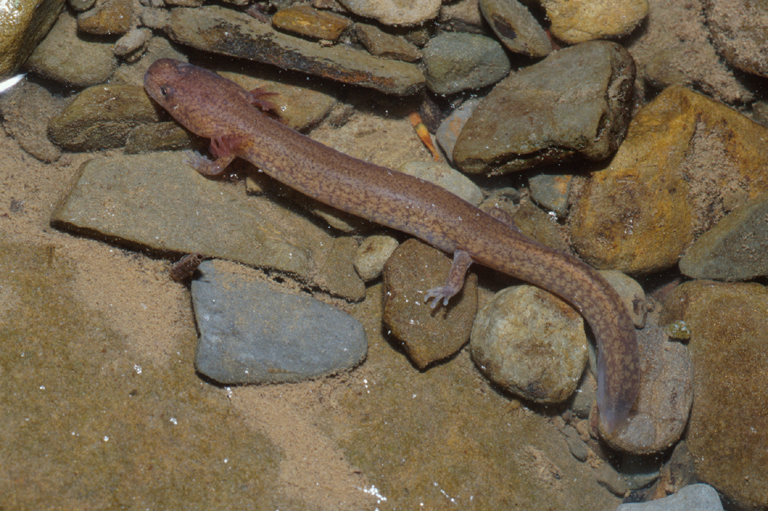 Gyrinophilus porphyriticus