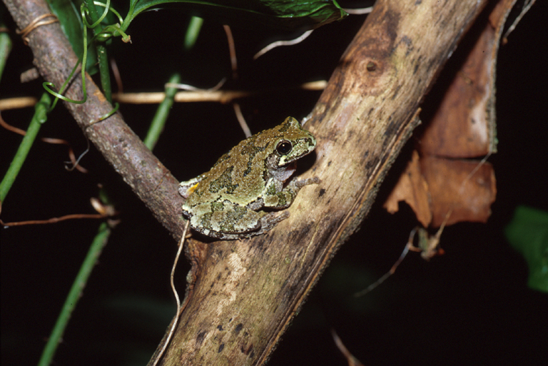 Hyla versicolor