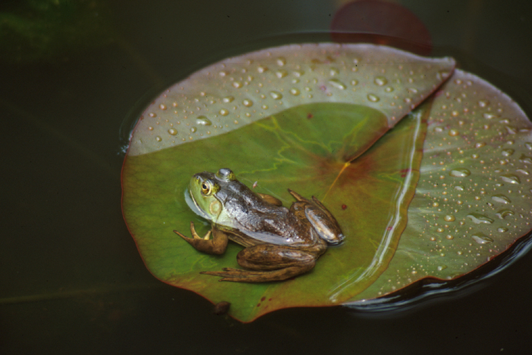 Rana catesbeiana