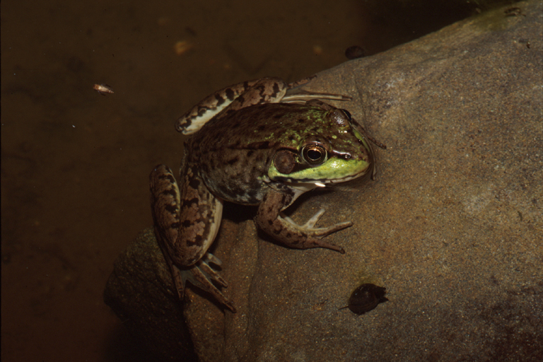 Rana clamitans
