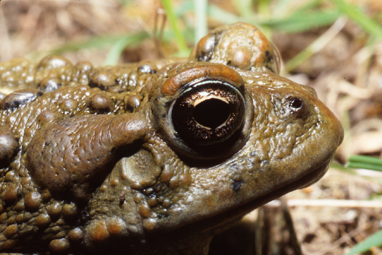 Anaxyrus boreas