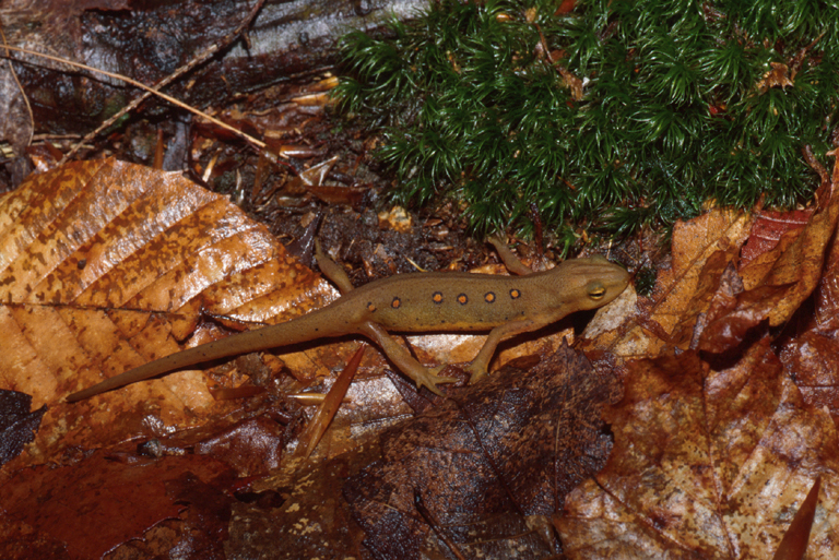 Notophthalmus viridescens