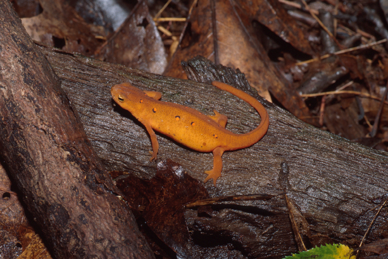Notophthalmus viridescens
