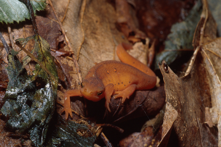 Notophthalmus viridescens