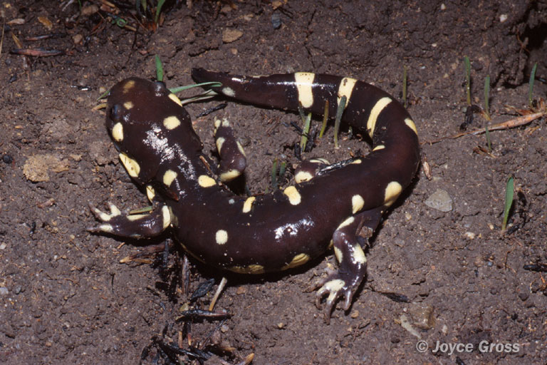 Ambystoma californiense