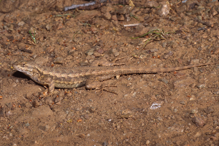 Sceloporus occidentalis