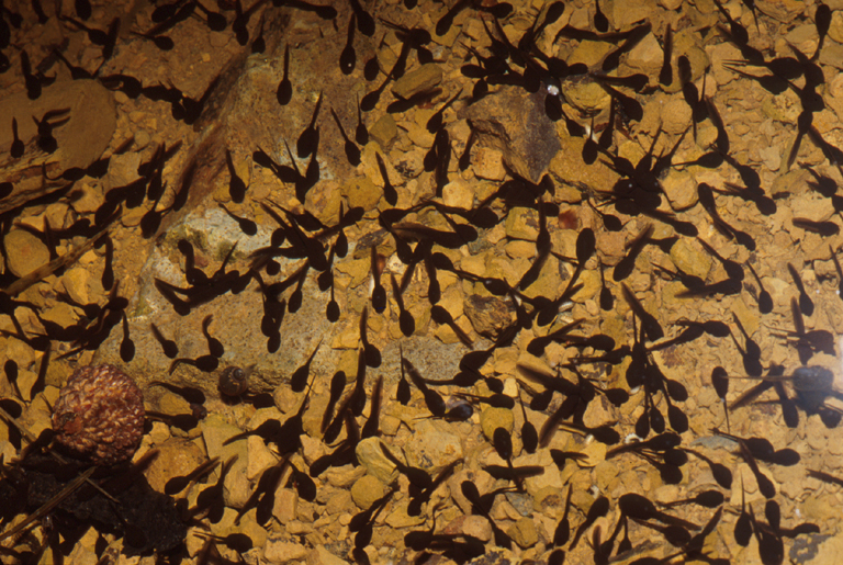 Anaxyrus boreas