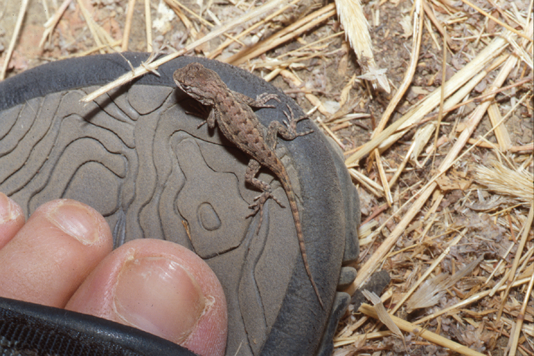 Sceloporus occidentalis