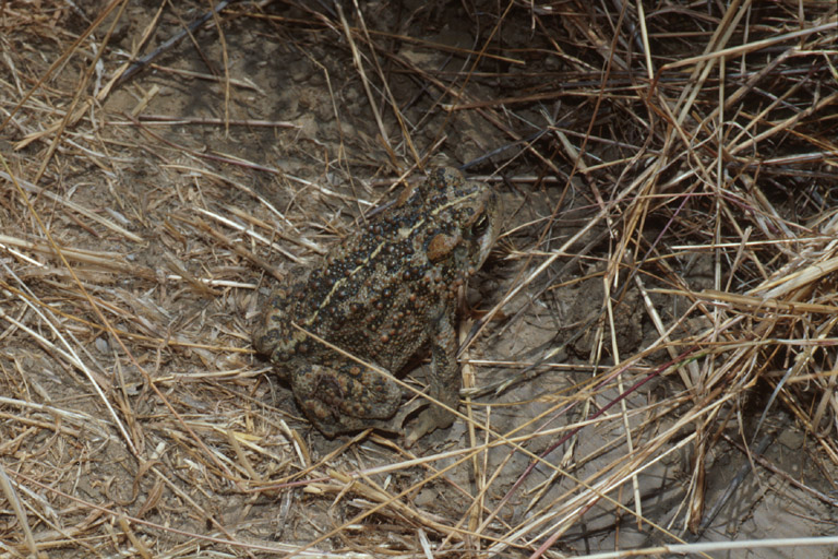 Anaxyrus boreas