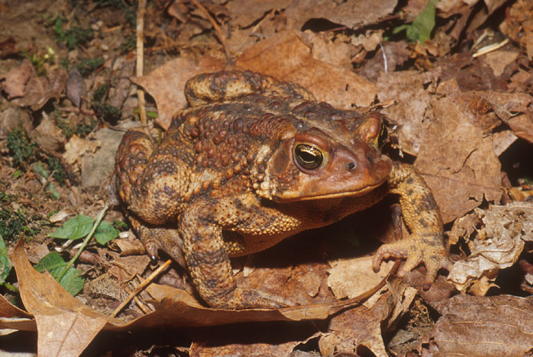 Anaxyrus americanus