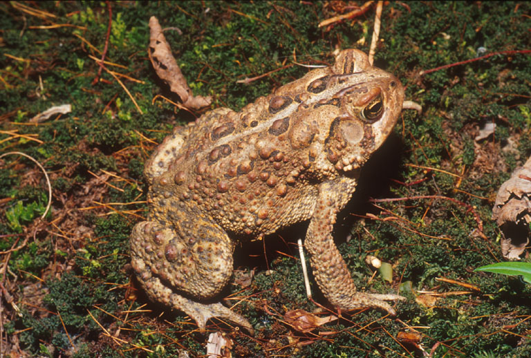 Anaxyrus americanus