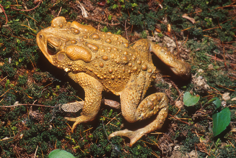 Anaxyrus americanus