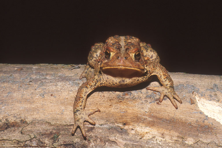Anaxyrus americanus