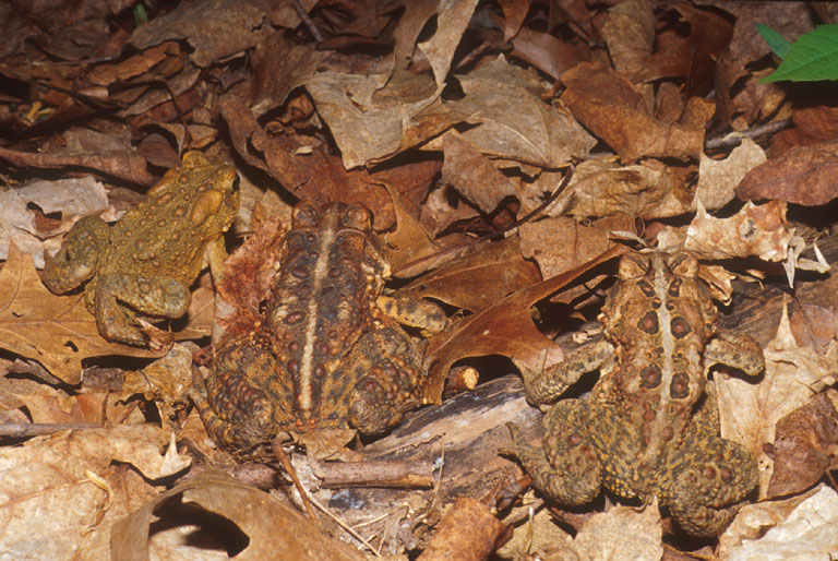 Anaxyrus americanus