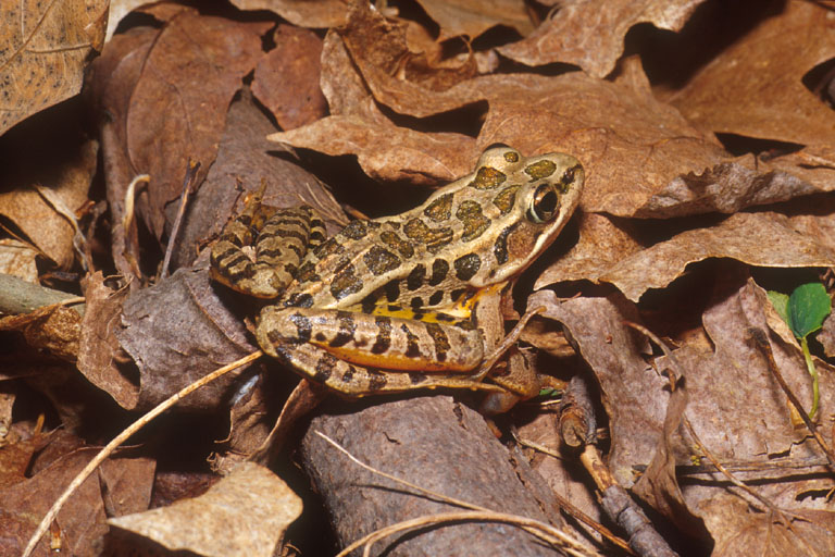 Rana palustris