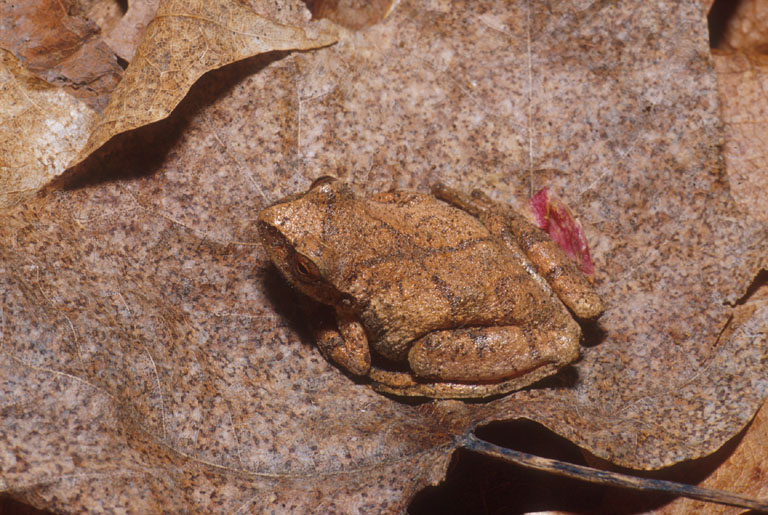 Pseudacris crucifer