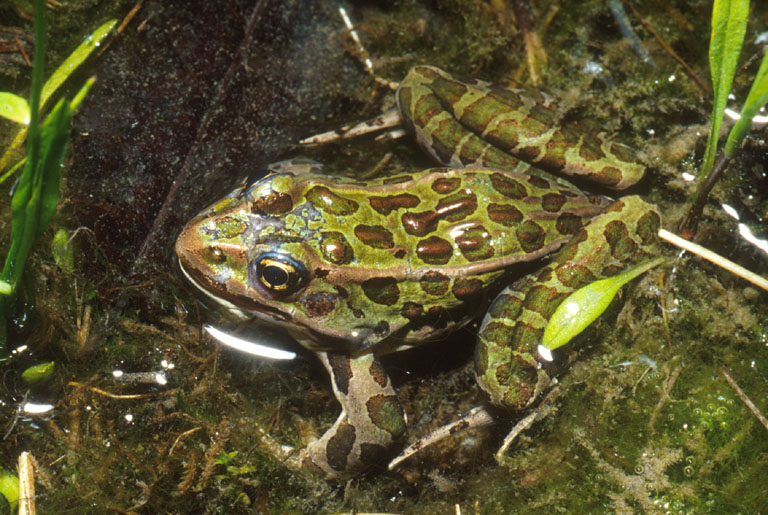 Rana pipiens