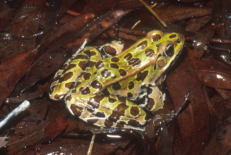 Rana pipiens