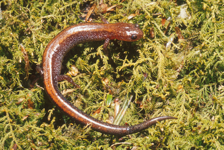 Plethodon cinereus