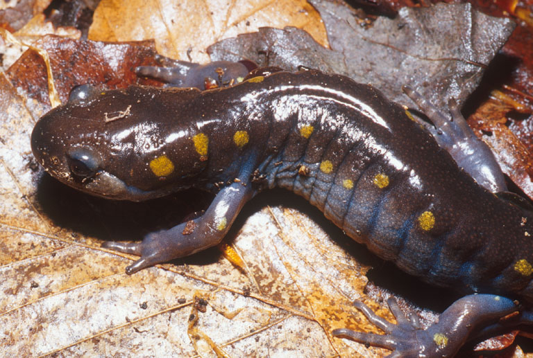 Ambystoma maculatum