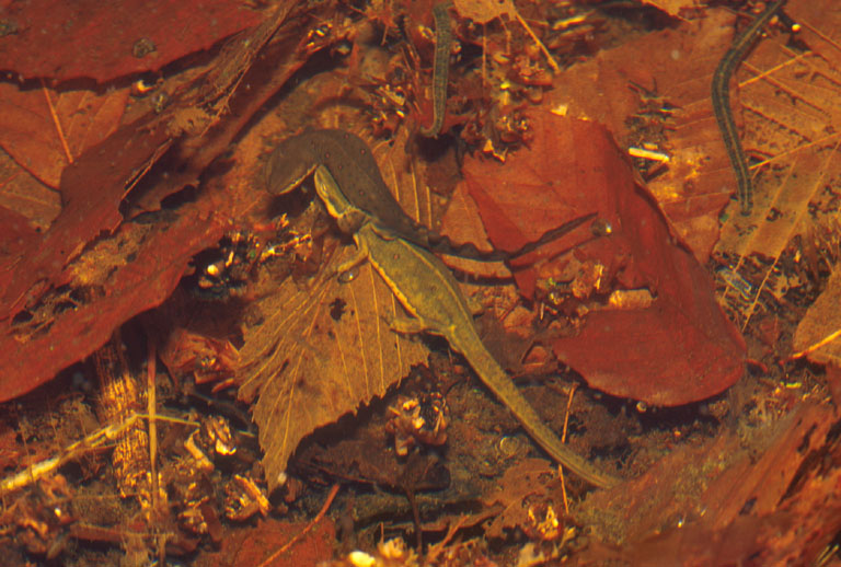 Notophthalmus viridescens