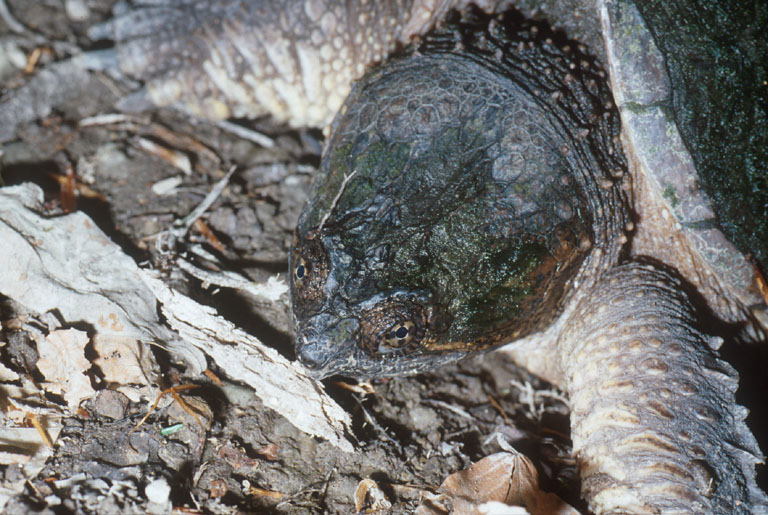 Chelydra serpentina