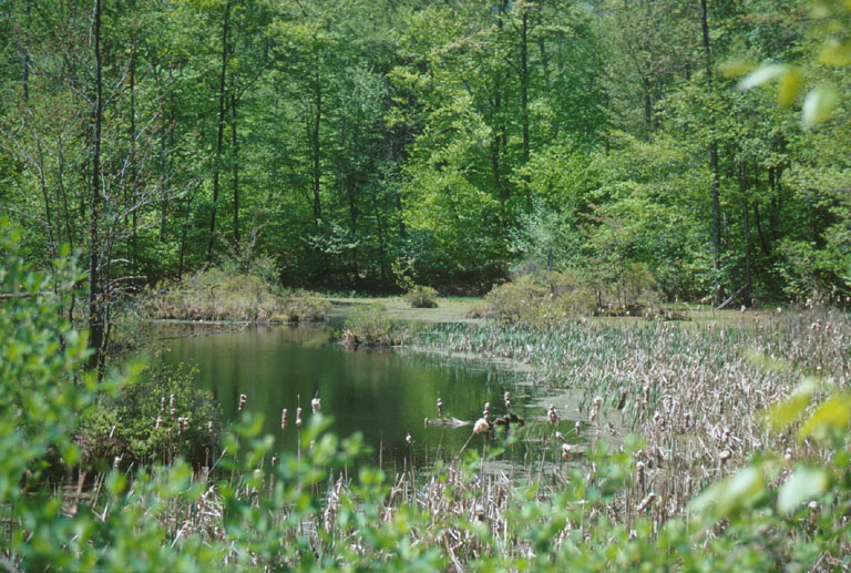 Ringwood Preserve, Freeville, New York