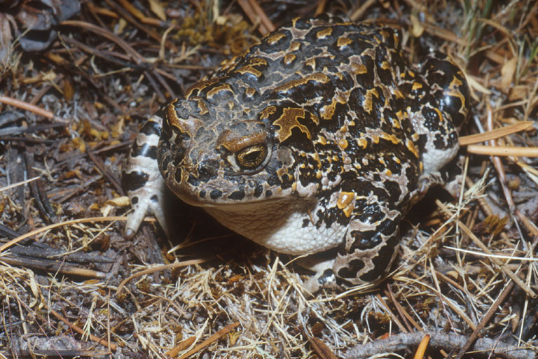 Anaxyrus canorus