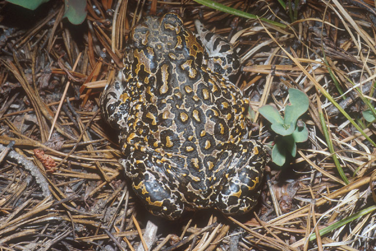 Anaxyrus canorus