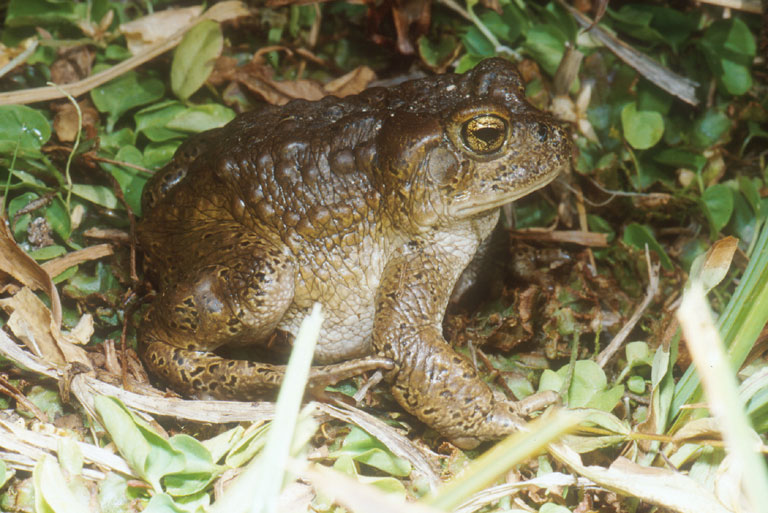 Anaxyrus canorus