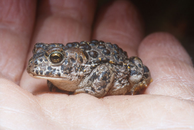 Anaxyrus canorus