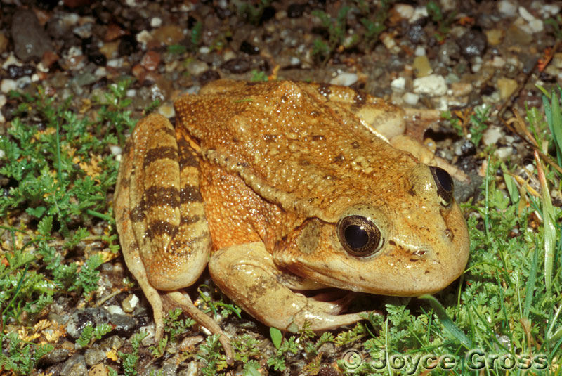 Rana draytonii