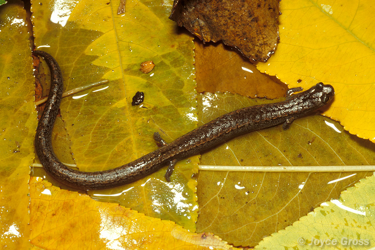 Batrachoseps attenuatus