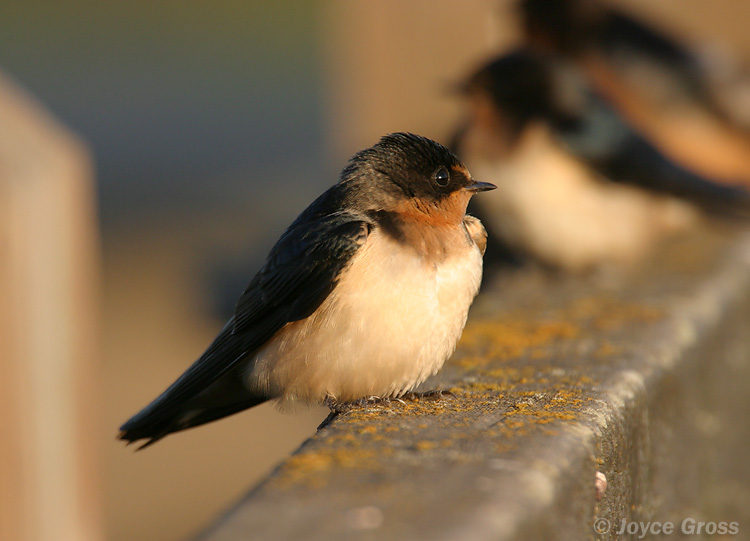 Hirundo rustica