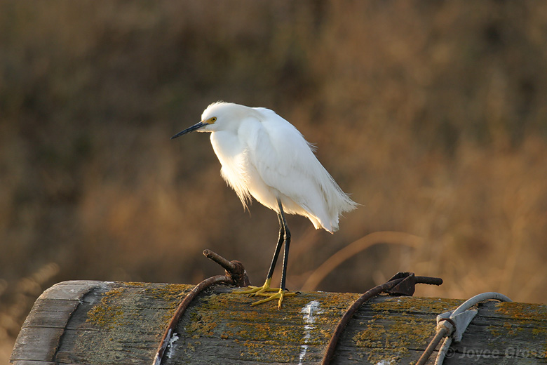 Egretta thula