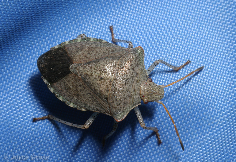 Euschistus conspersus