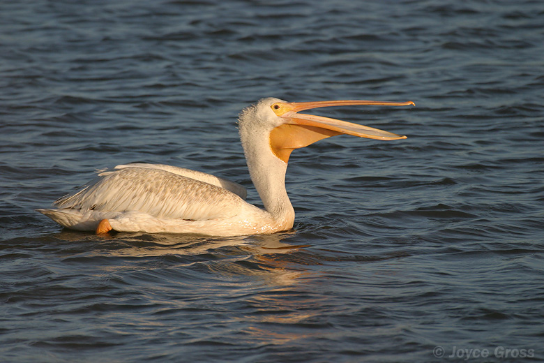 Pelecanus erythrorhynchos