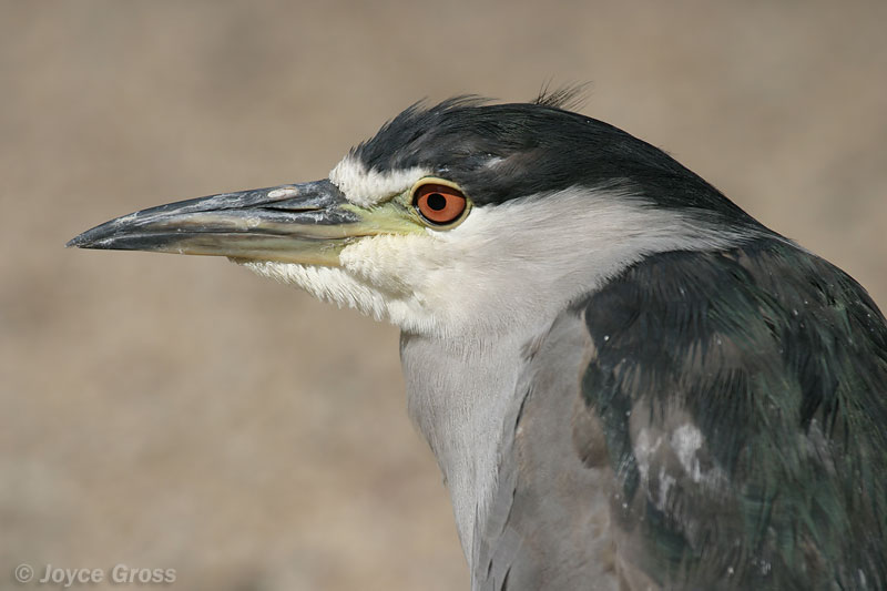 Nycticorax nycticorax
