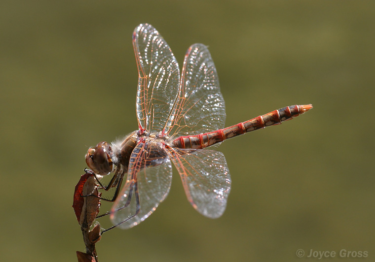 Sympetrum corruptum