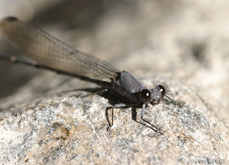 Argia lugens