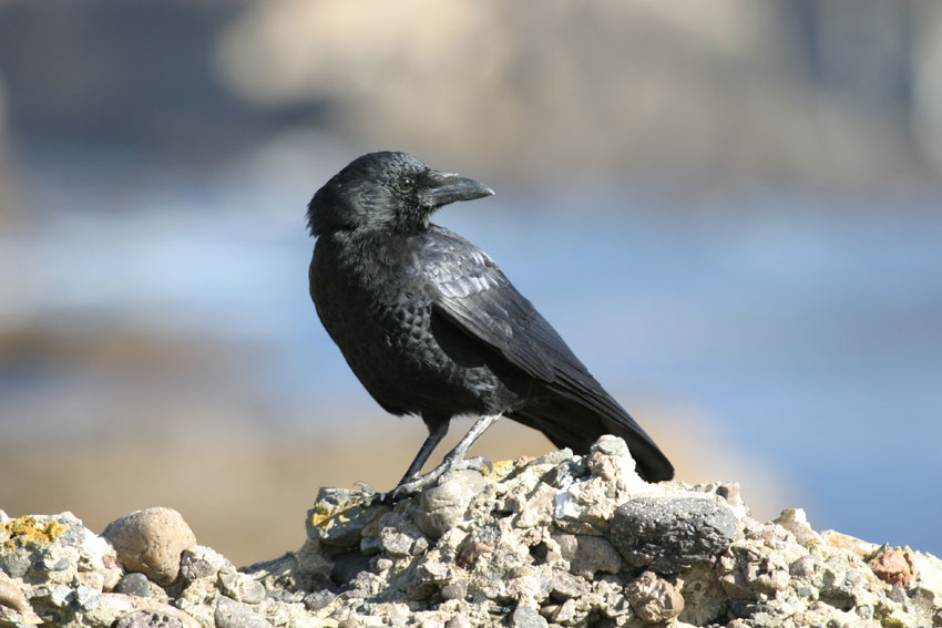Corvus brachyrhynchos