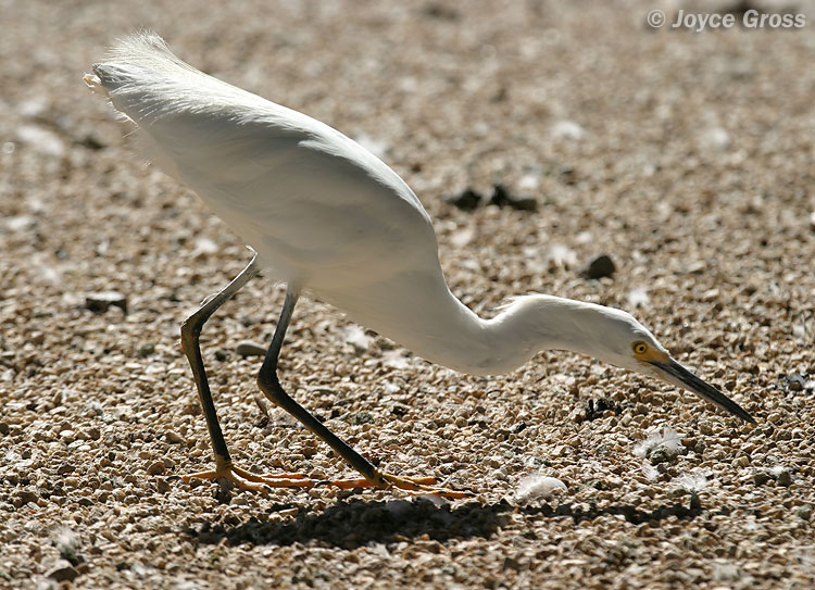 Egretta thula