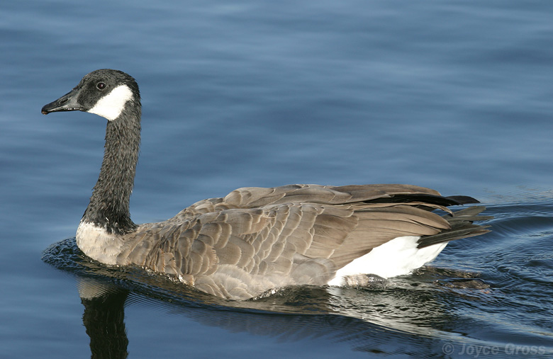 Branta canadensis