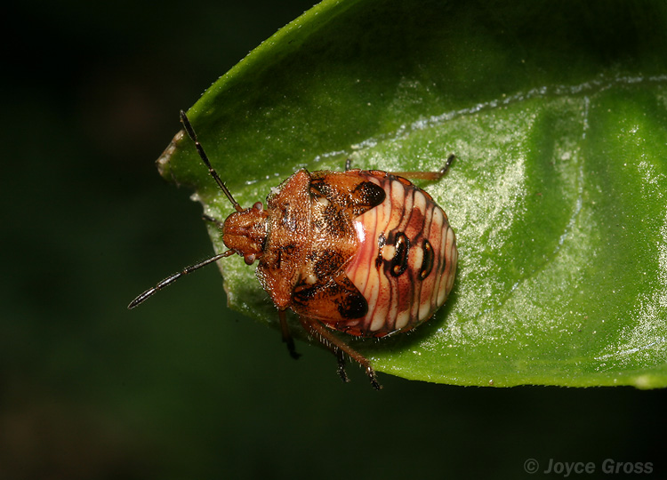 Thyanta pallidovirens