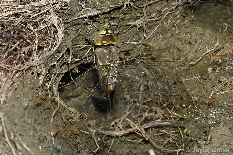 Aeshna sp.