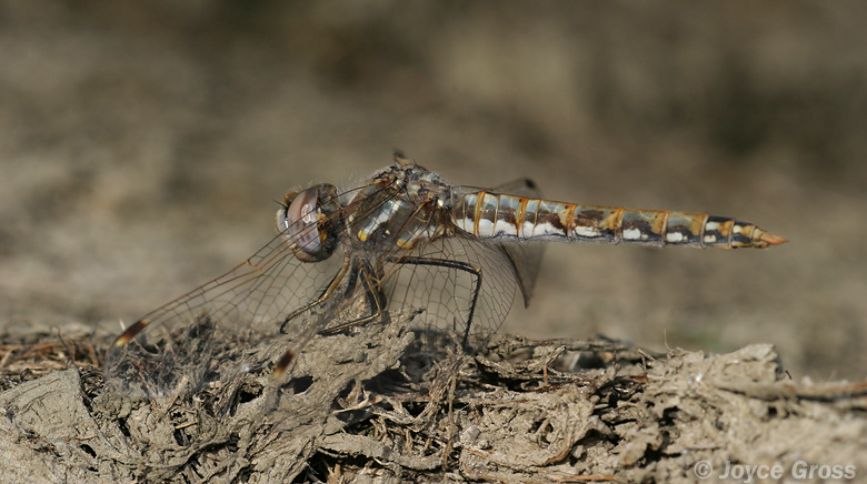 Sympetrum corruptum