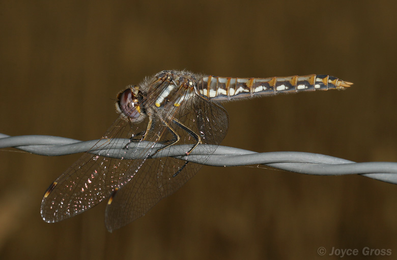 Sympetrum corruptum