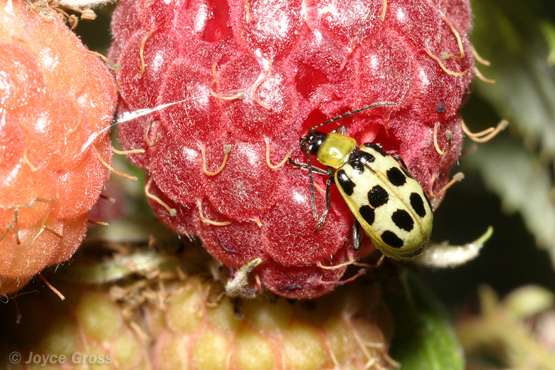 Diabrotica undecimpunctata