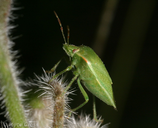 Thyanta pallidovirens
