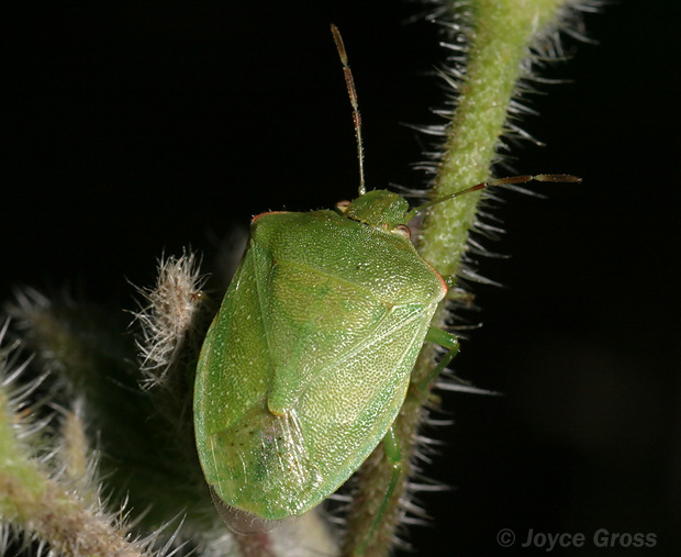 Thyanta pallidovirens